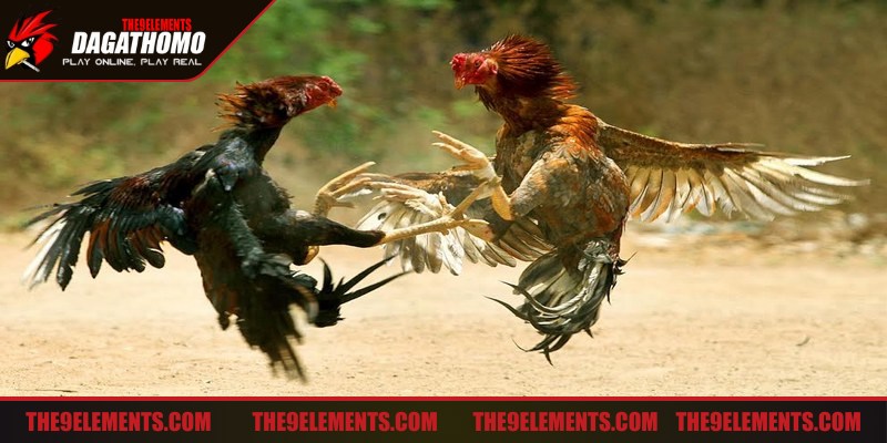 Bí quyết đá gà mạnh mẽ, đánh bại đối thủ trên đấu