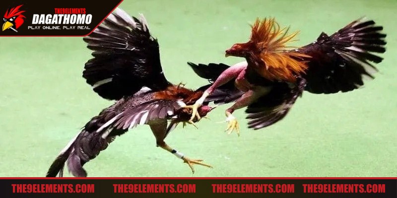 Đá gà mạnh mẽ luyện tập thường xuyên là rất quan trọng