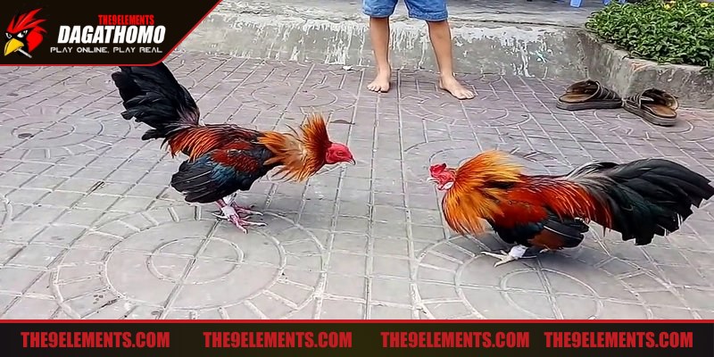 Nắm rõ thông tin thời gian thi đấu xây dựng chiến thuật đúng đắn