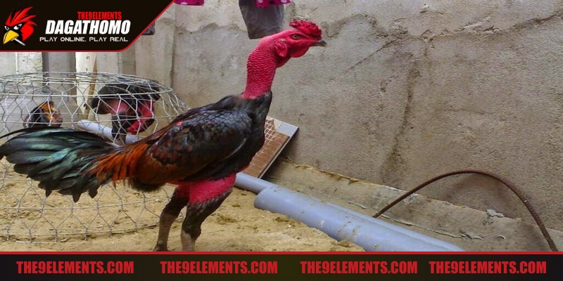 Cách chọn gà đá hay qua màu lông cũng là một trong những yếu tố quan trọng