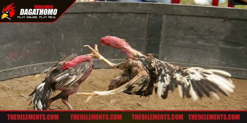 Cách chọn gà đá giỏi theo lối đá đầu mặt được nhiều sư kê ưa chuộng