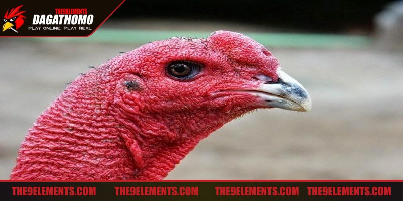 Tướng mắt gà chọi là yếu tố quan trọng giúp bạn đánh giá lối đá của chúng