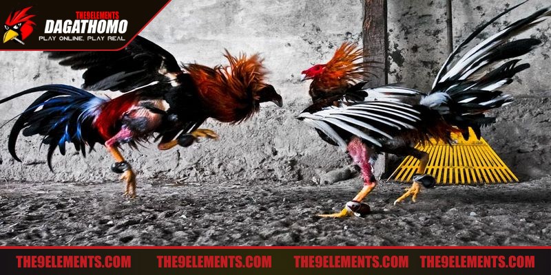 Một cách đá gà chống chọi lâu trên sân đấu là sức khỏe tốt