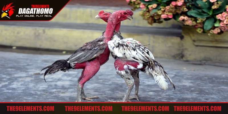 Cách đá gà cực kỳ mạnh phân tích đối thủ kỹ càng là rất quan trọng