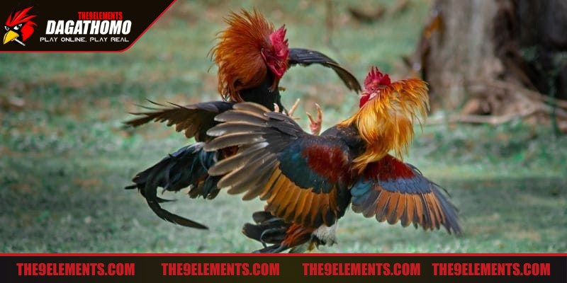 Khả năng né đòn linh hoạt giúp chiến kê tránh nhiều tổn thương