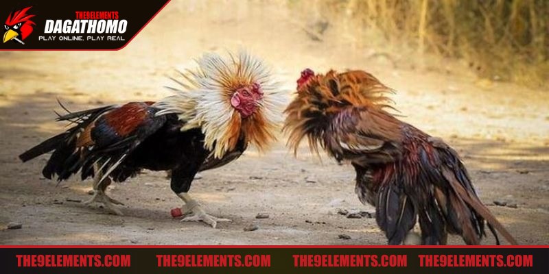 Cách đá gà không tốn sức là chiến thuật nâng cao tỷ lệ thắng