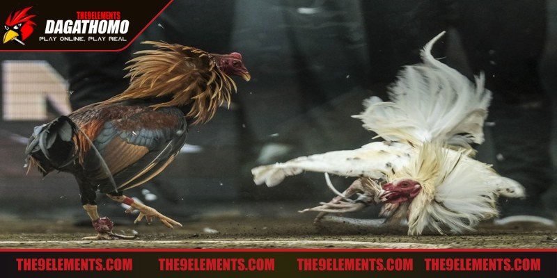 Thành viên nên chia nhỏ số tiền trong nhiều ván cược đá gà