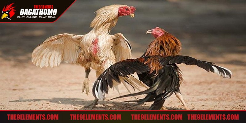 Đá gà mạng là hình thức giải trí được ưa chuộng trên thị trường hiện nay