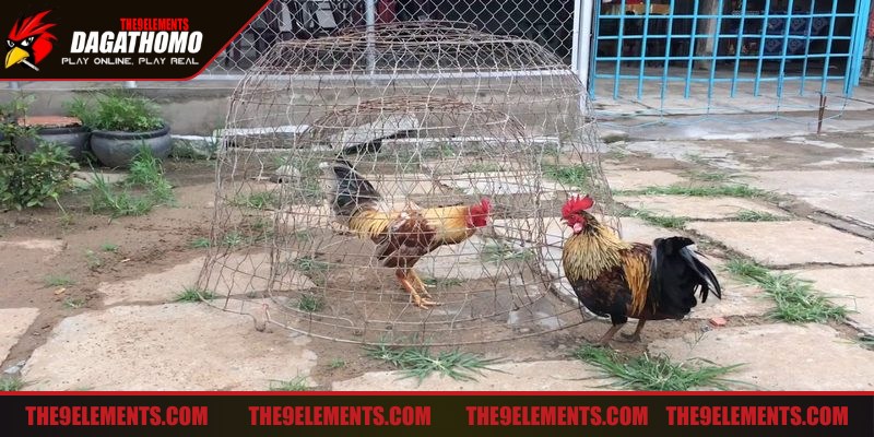 Nắm rõ một số nguyên tắc khi huấn luyện để đạt hiệu quả cao