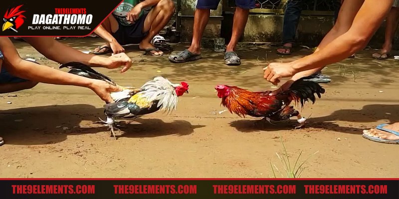 Đánh gà không bị đỡ qua việc chọn giống gà hiệu quả cao