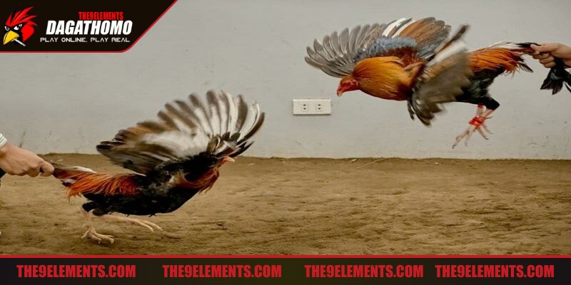 Luyện gà đá thắng lớn huấn luyện tích cực là phương pháp cần thiết