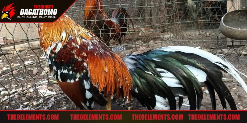 Cơ địa, thể trạng bẩm sinh đóng vai trò trong phát triển lực
