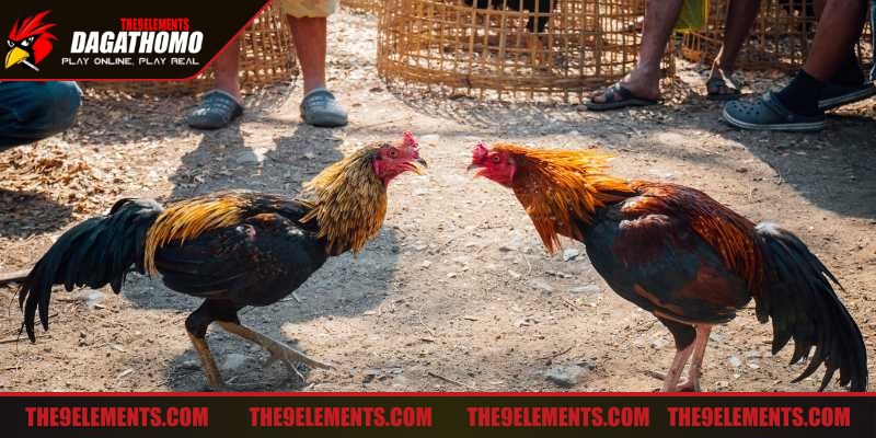 Tâm lý thi đấu ảnh hưởng lớn đến cách sử dụng lực khi đá gà