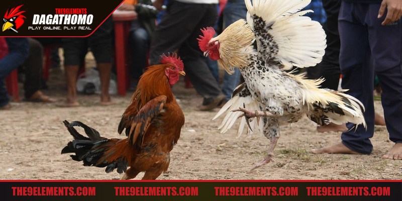 Tăng lực cho gà đá chú trọng vào dinh dưỡng, thực phẩm hàng ngày
