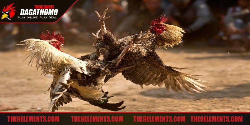 Cách tham gia đá gà Thomo chọn chiến kê phù hợp với giải đấu