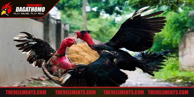 Chiến kê phải có sức khỏe ổn định, khả năng thi đấu tốt