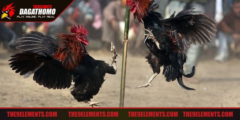 Cược theo chiến lược khi tham gia vào một trận đá gà