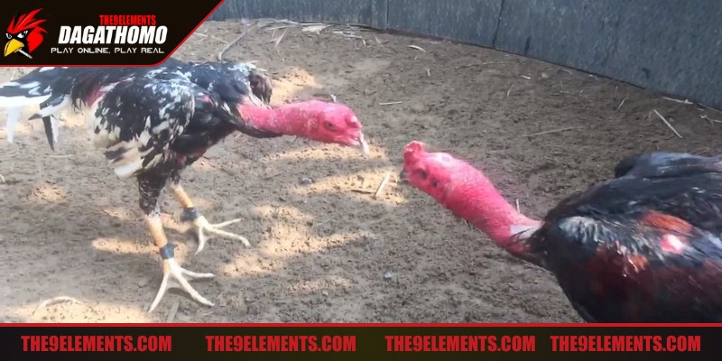 Gà nòi cần được huấn luyện thiên về chiến thuật, phản xạ