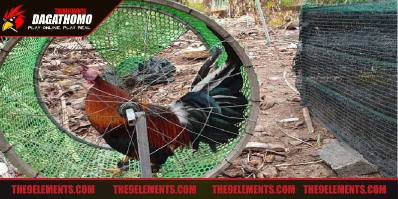 Theo dõi điều chỉnh liên tục chiến thuật huấn luyện để đạt hiệu quả