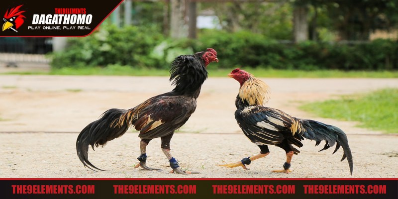 Chiến thuật đá gà được áp dụng linh hoạt cho từng trận đấu
