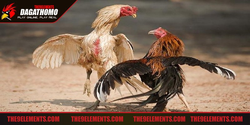 Giả vờ đánh hụt rồi phản công là một cách đá gà cực kỳ hiệu quả