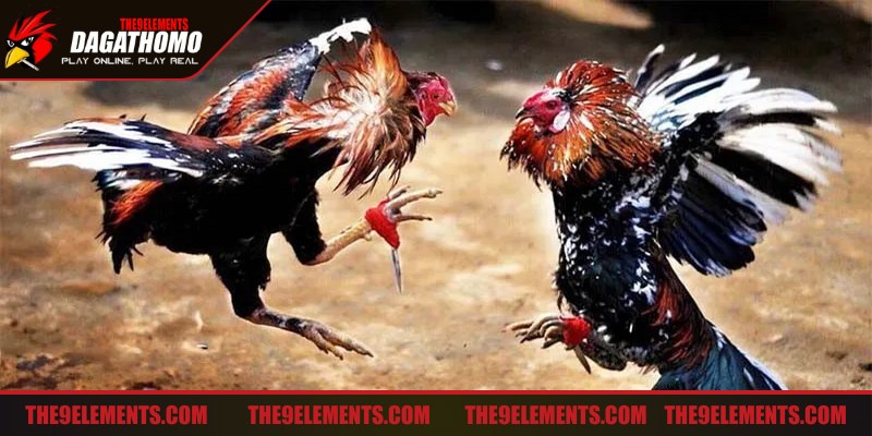 Đá gà hiệu quả khi đối thủ mạnh không chỉ dựa vào sức mạnh