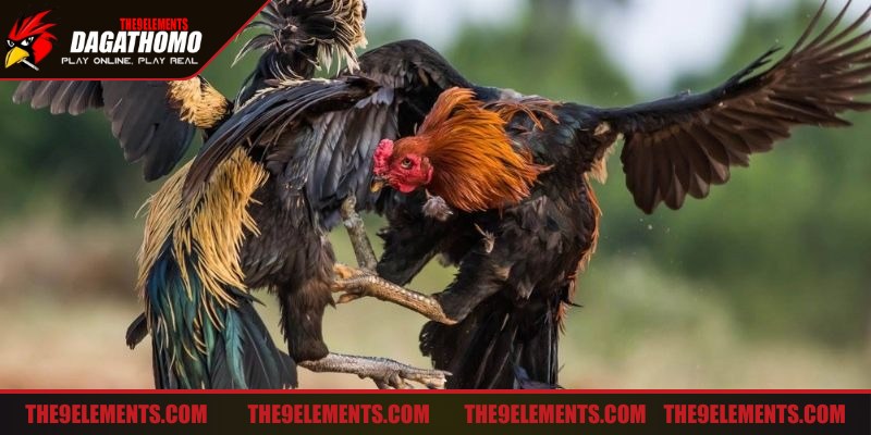 Không kích động gà tấn công khi gặp đối thủ mạnh rất quan trọng