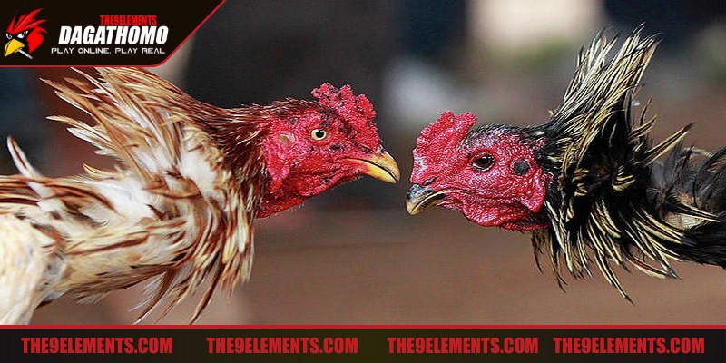 Đá gà mà không mệt mỏi chọn thời gian đấu hợp lý nhất