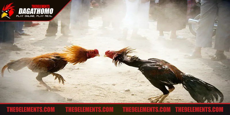 Xây dựng chiến thuật đá gà linh hoạt để chinh phục thắng lớn