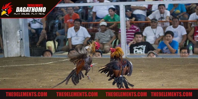 Xác minh tính hợp pháp tham gia đá gà Thomo không bị lừa