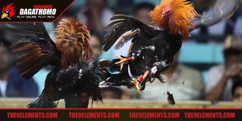 Đá gà Thomo là hình thức chọi gà nổi tiếng về độ uy tín và chuyên nghiệp