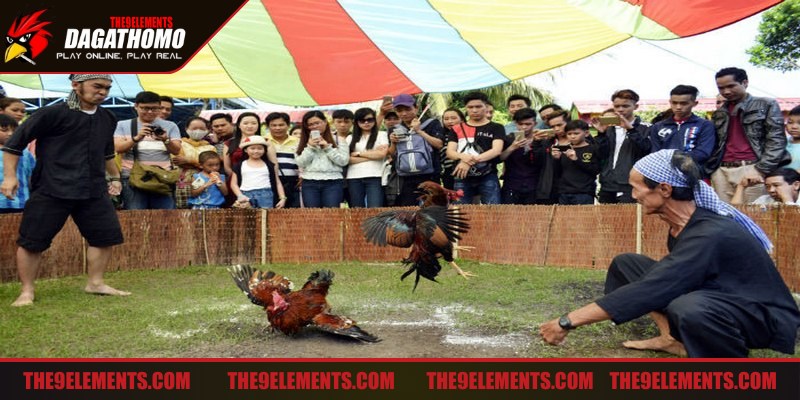 Đá gà Thomo tại nhà là hình thức tham gia thông qua nền tảng trực tuyến