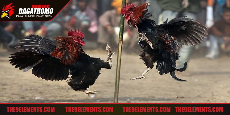 Xem tướng từng chiến kê tham gia đá gà Thomo thắng lớn