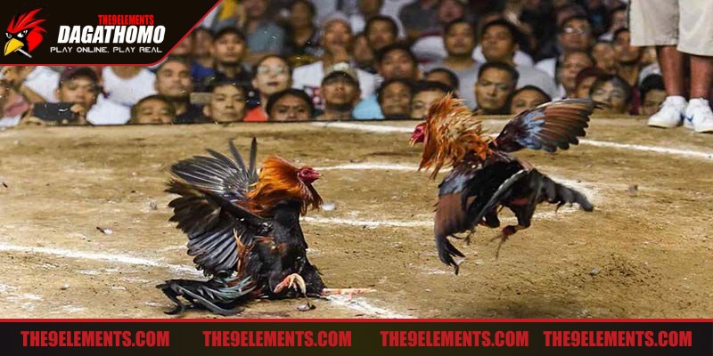 Đá gà Thomo trực tuyến đầu tư công nghệ ghi hình hiện đại