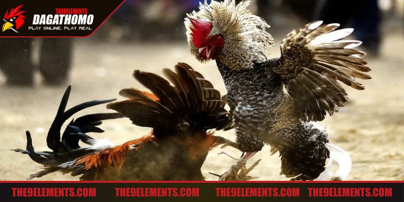 Đá gà cựa dao là màn so tài căng thẳng vô cùng nghẹt thở