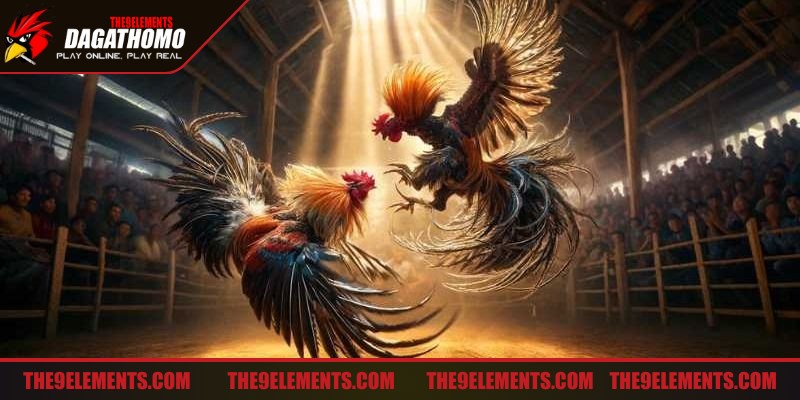Đá Gà Thomo định hướng trở thành nền tảng toàn diện nhất