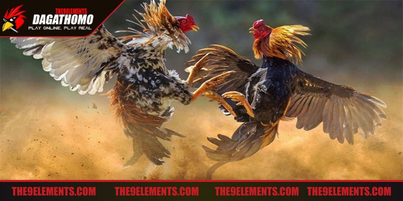 Giới thiệu Đá Gà Thomo phát sóng trực tiếp các trận đấu hấp dẫn