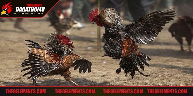 Hướng dẫn đá gà Thomo nhấn mạnh vào tính công bằng trong thi đấu