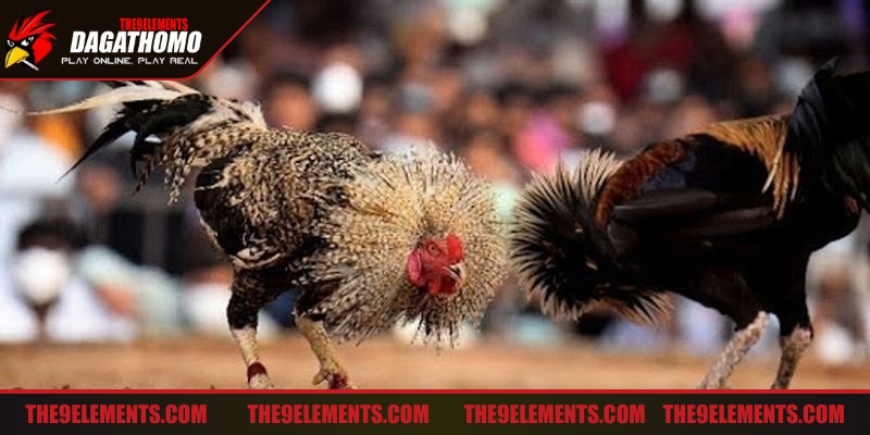 Sử dụng tuyệt chiêu liên hoàn cước là chiến thuật độc đáo nhất