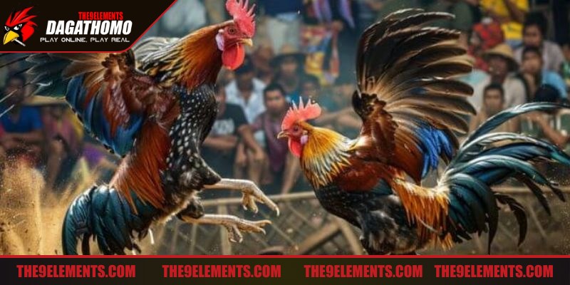 Kỹ thuật đá gà độc đáo thế cưa đè đem lại hiệu quả thắng cao nhất