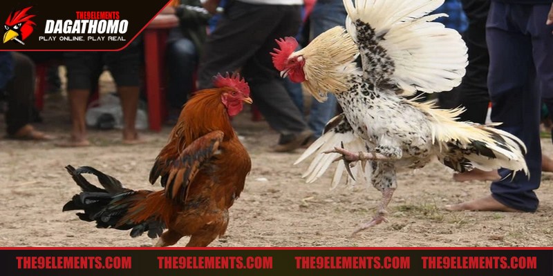Chiến kê có lối đá tự sinh thế thường không tuân theo một kiểu đánh cố định