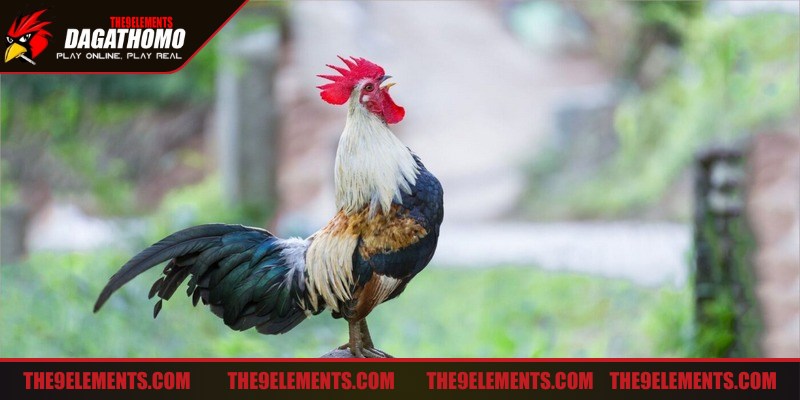 Ưu tiên nên lựa chọn gà chiến có nguồn gốc từ các dòng giống nổi tiếng