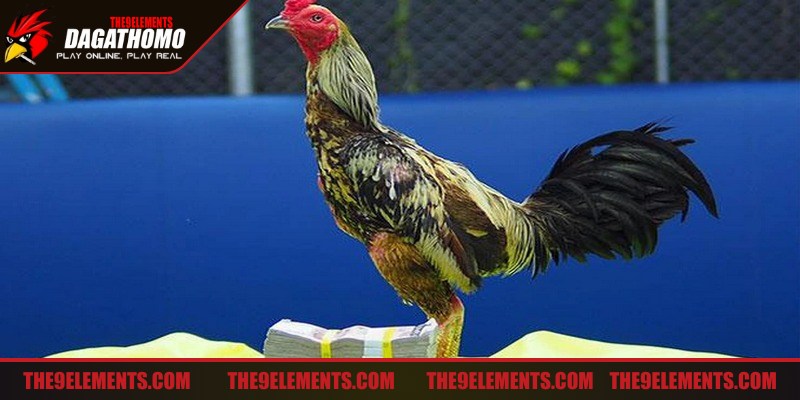 Chọn dựa trên tính cách của giống gà là cực kỳ quan trọng