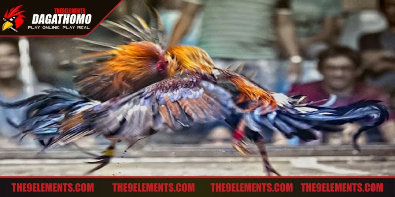 Chọn chiến kê đá hay qua bộ phận cơ thể là mẹo đá gà ăn tiền cực hiệu quả