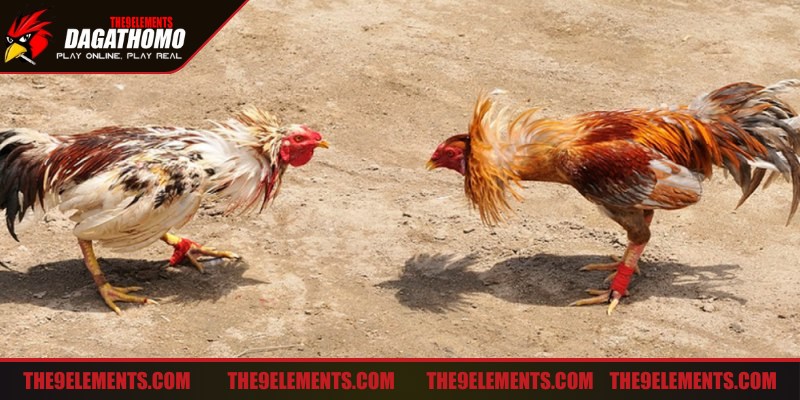 Mẹo đá gà an toàn không bị thương tuân thủ luật chơi
