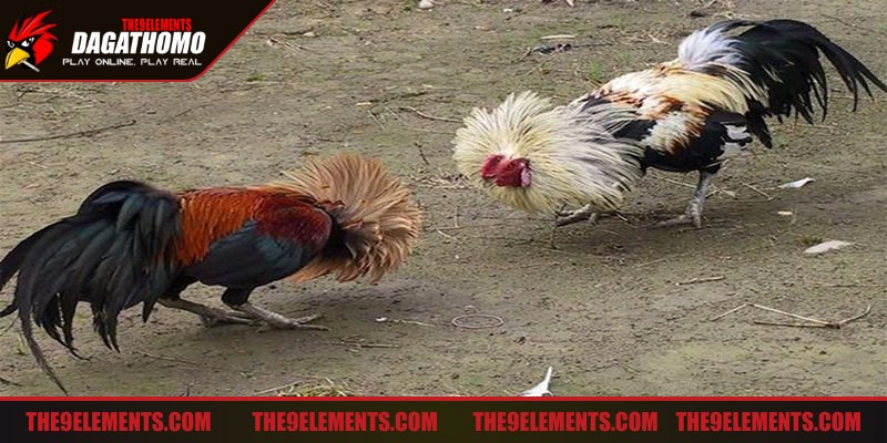 Mẹo đá gà để tăng tốc tập đối kháng nhẹ nhàng