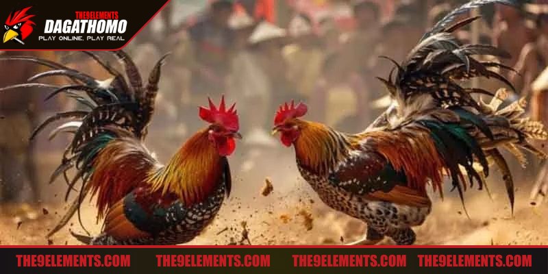 Nắm rõ luật lệ cuộc thi trước khi vận dụng các mẹo đá gà hiệu quả