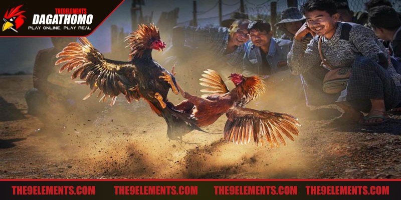 Theo dõi tỷ lệ cược là mẹo đá gà hiệu quả giúp dự đoán xu hướng trận đấu