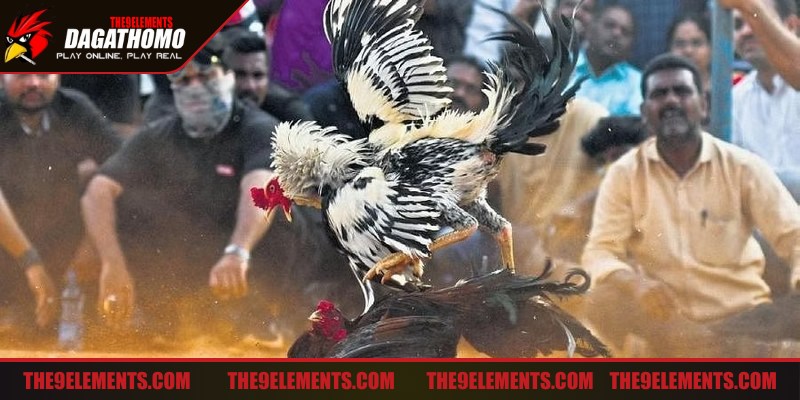 Học hỏi kinh nghiệm từ bet thủ lâu năm khi chơi chọi gà trực tuyến