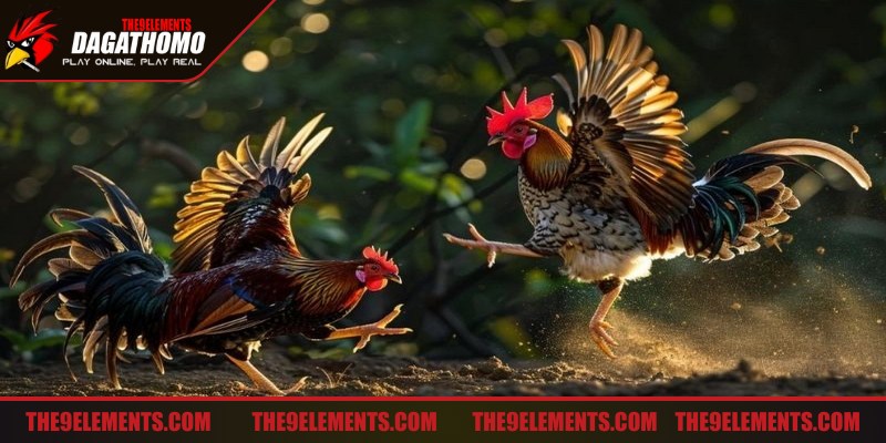 Mẹo đá gà tuyệt đỉnh là duy trì sức khỏe toàn diện khi thi đấu